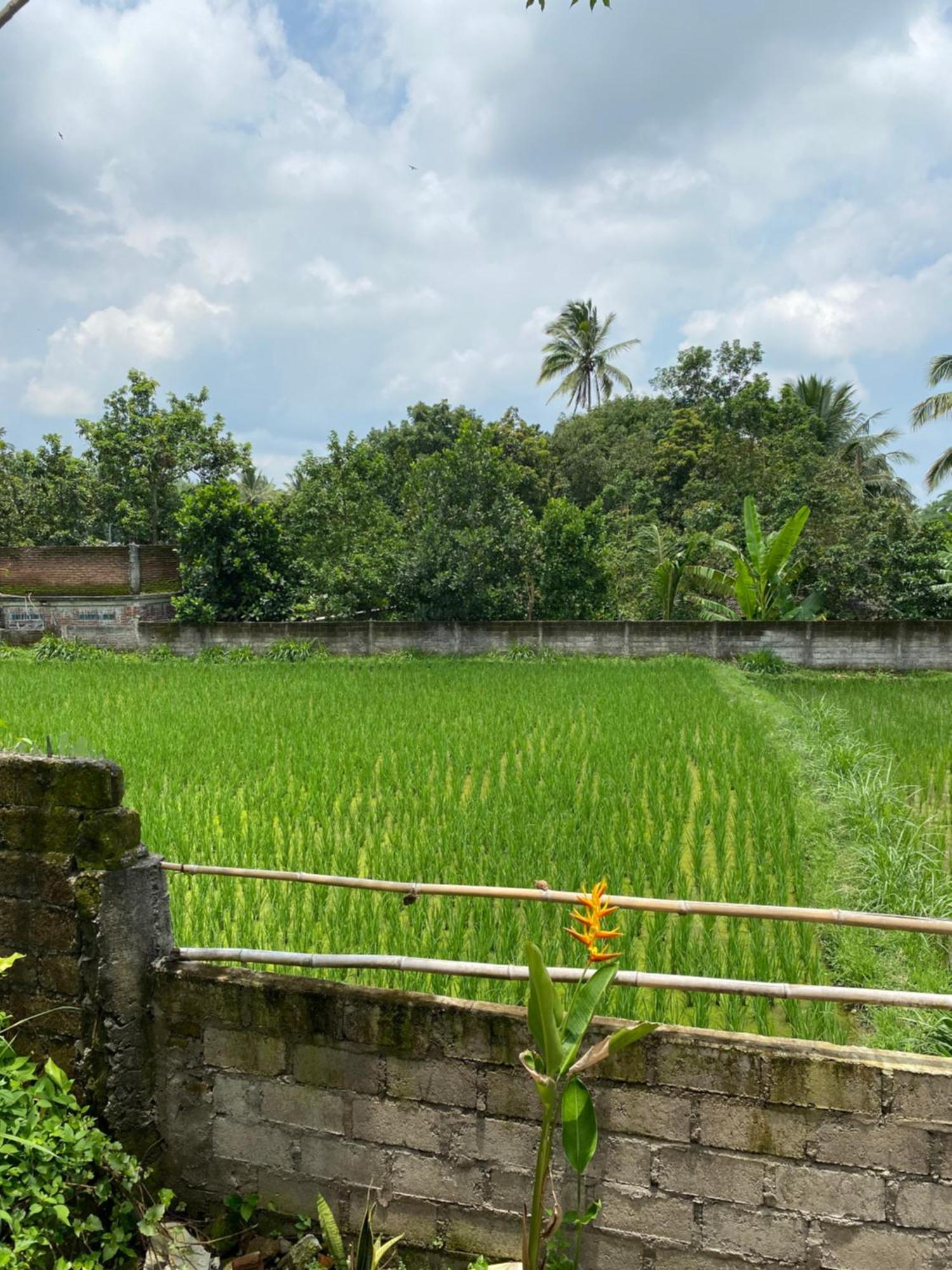 Kembang Kuning Cottages Tetebatu Extérieur photo